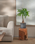 Money-Tree-70cm-Circle-Charcoal-Black-Plntd-Lifestyle-30