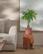 Money-Tree-70cm-Circle-Corvan-Red-Plntd-Lifestyle-28