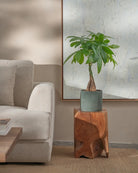 Money-Tree-70cm-Circle-Olive-Green-Plntd-Lifestyle-29
