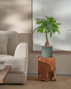 Money-Tree-70cm-Circle-Olive-Green-Plntd-Lifestyle-47