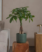 Money-Tree-70cm-Circle-Olive-Green-Plntd-Lifestyle-53