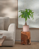 Money-Tree-70cm-Circle-Rose-Pink-Plntd-Lifestyle-26