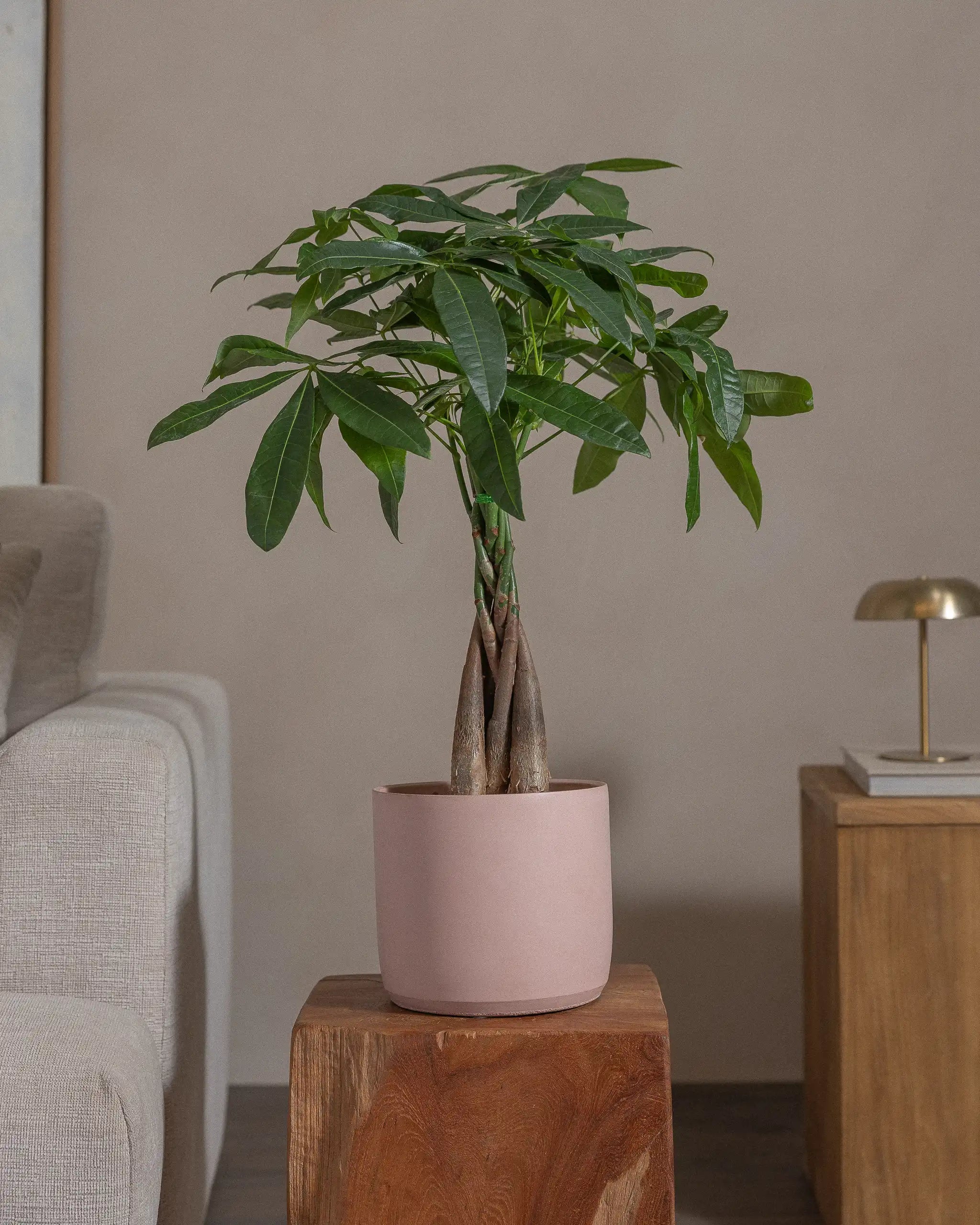 Money-Tree-70cm-Circle-Rose-Pink-Plntd-Lifestyle-52