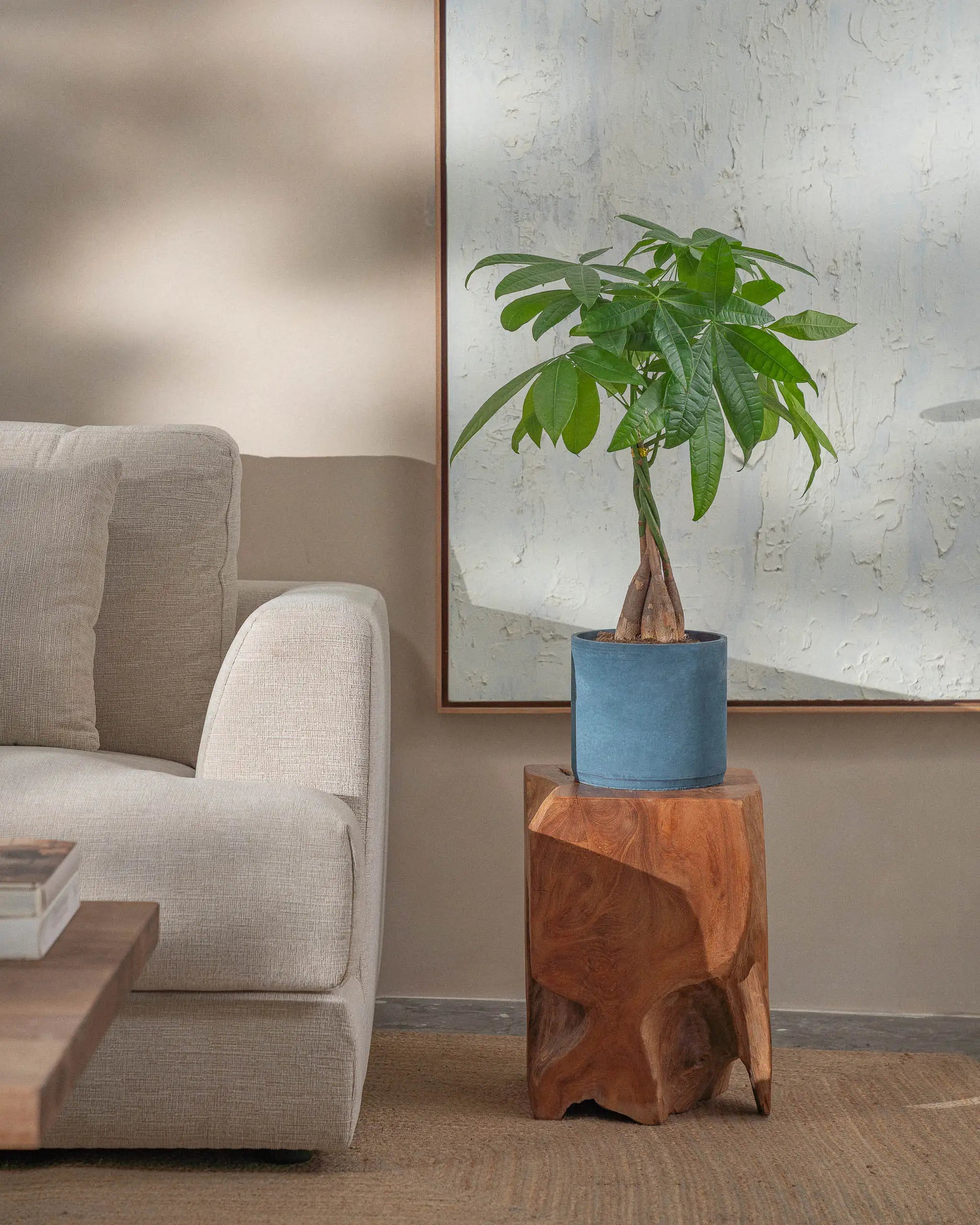 Money-Tree-70cm-Circle-Teia-Blue-Plntd-Lifestyle-46