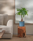 Money-Tree-70cm-Circle-Teia-Blue-Plntd-Lifestyle-48