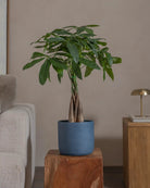 Money-Tree-70cm-Circle-Teia-Blue-Plntd-Lifestyle-56