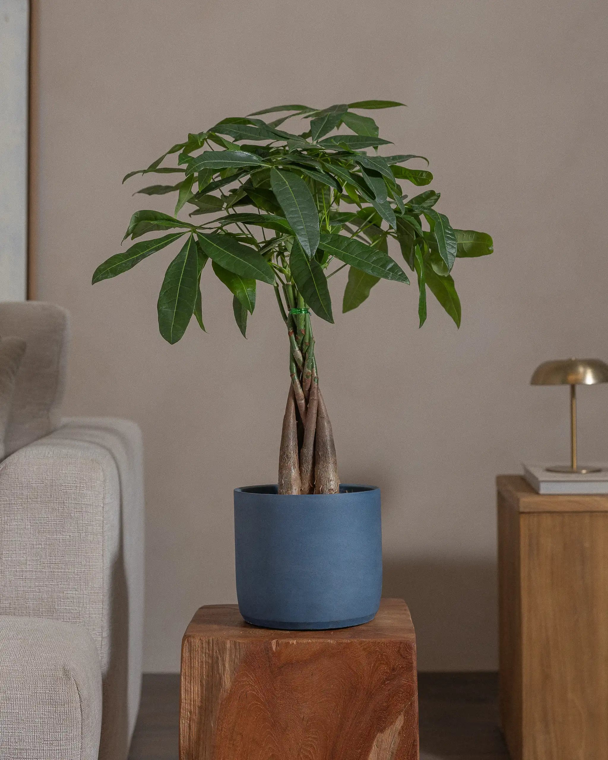 Money-Tree-70cm-Circle-Teia-Blue-Plntd-Lifestyle-56