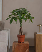 Money-Tree-70cm-Nursery-Pot-Default-Plntd-Lifestyle-64