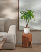 Money-Tree-70cm-Round-Chalk-White-Plntd-Lifestyle-31