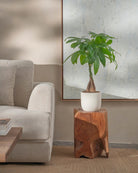 Money-Tree-70cm-Round-Chalk-White-Plntd-Lifestyle-52