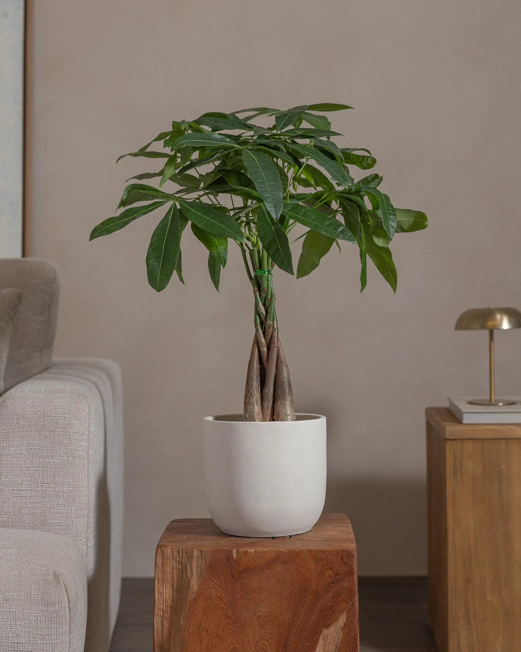 Money-Tree-70cm-Round-Chalk-White-Plntd-Lifestyle-63