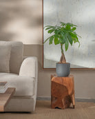 Money-Tree-70cm-Round-Ember-Plntd-Lifestyle-33