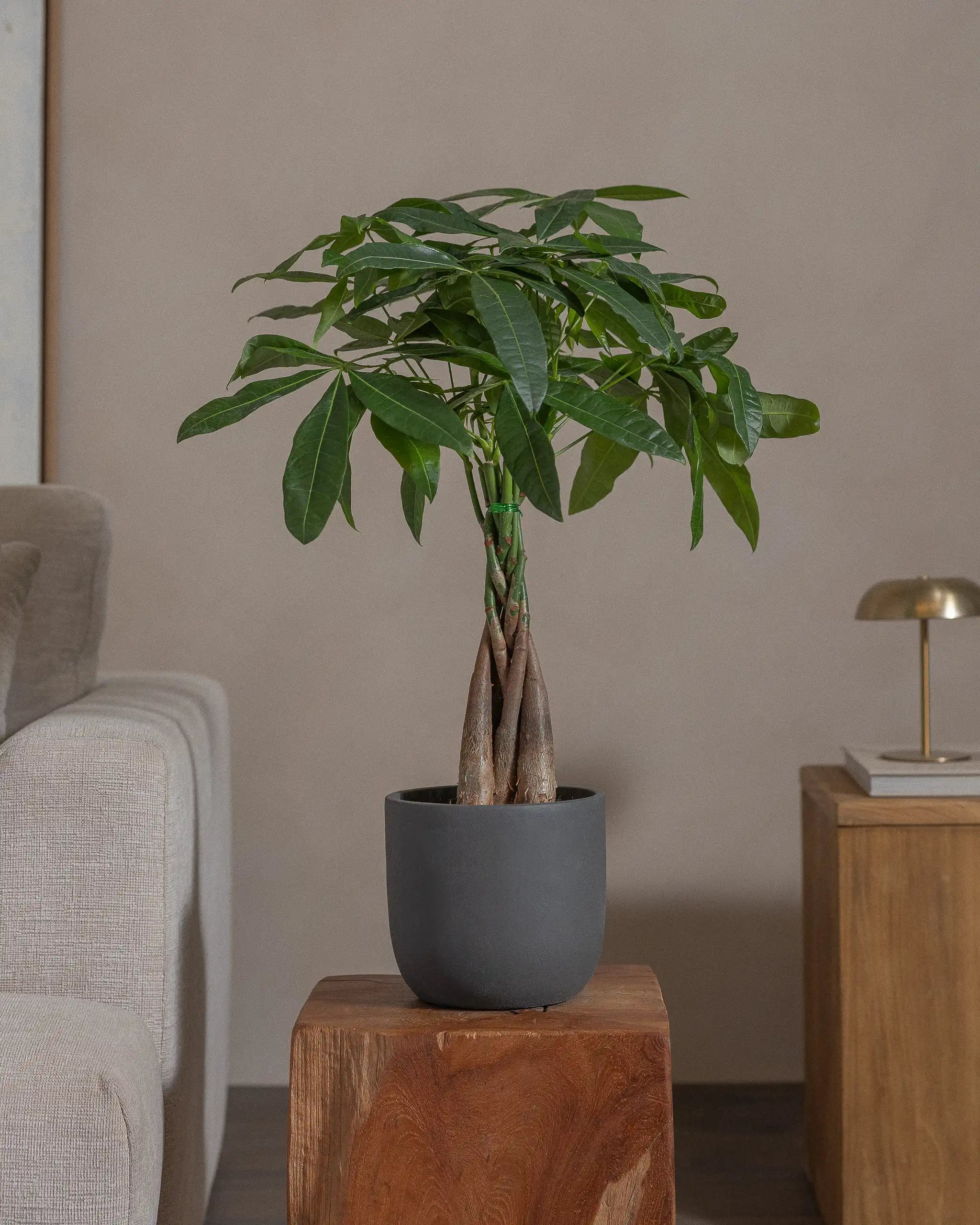 Money-Tree-70cm-Round-Ember-Plntd-Lifestyle-62