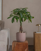 Money-Tree-70cm-Round-Rose-Pink-Plntd-Lifestyle-60