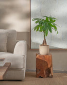 Money-Tree-70cm-Round-Sand-Plntd-Lifestyle-53