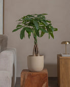 Money-Tree-70cm-Round-Sand-Plntd-Lifestyle-59