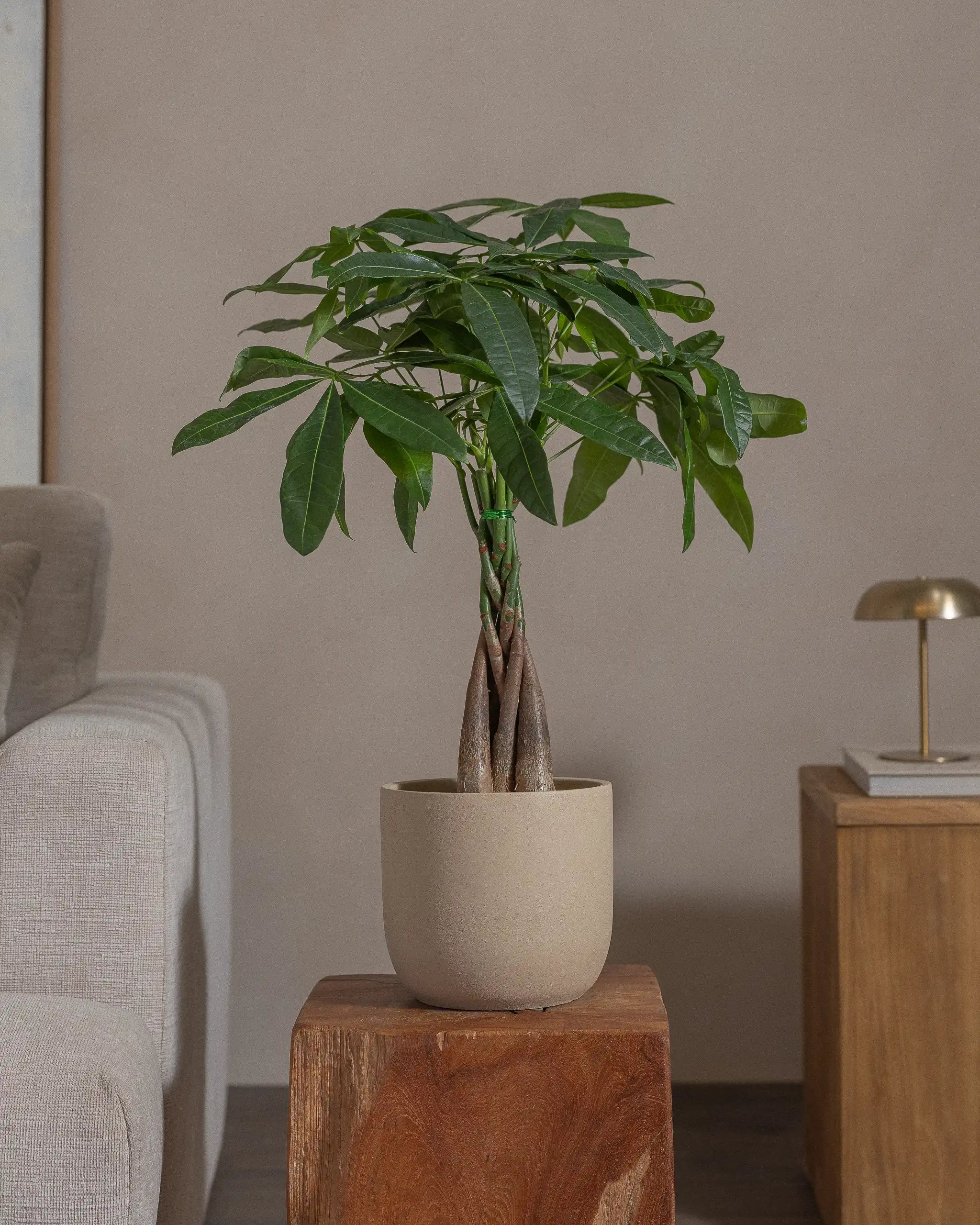 Money-Tree-70cm-Round-Sand-Plntd-Lifestyle-59