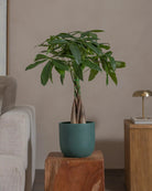 Money-Tree-70cm-Round-Slate-Green-Plntd-Lifestyle-61