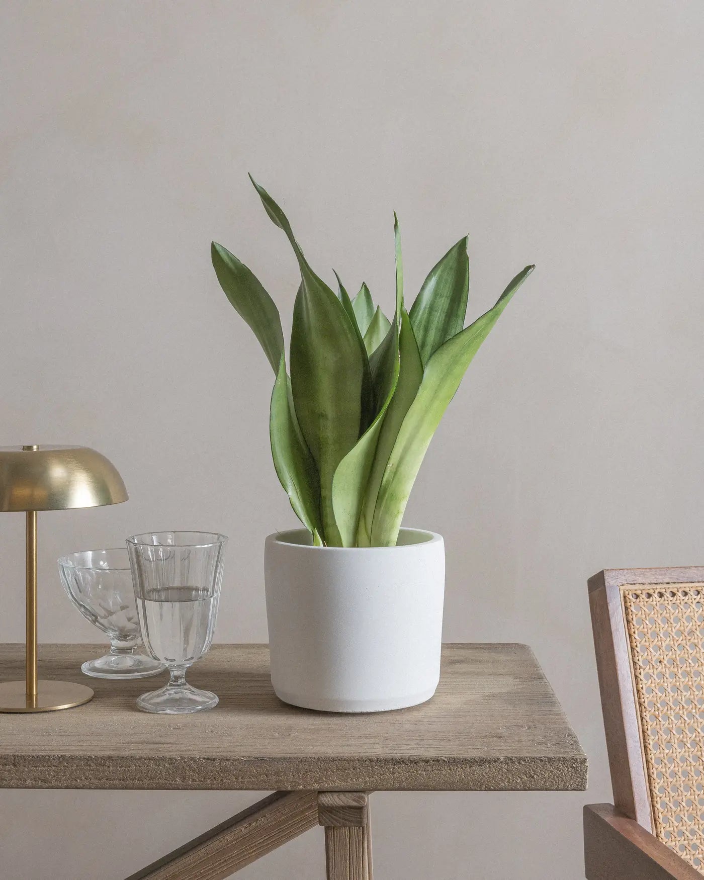 Moonshine-Snake-Plant-40cm-Circle-Chalk-White-Plntd-Lifestyle