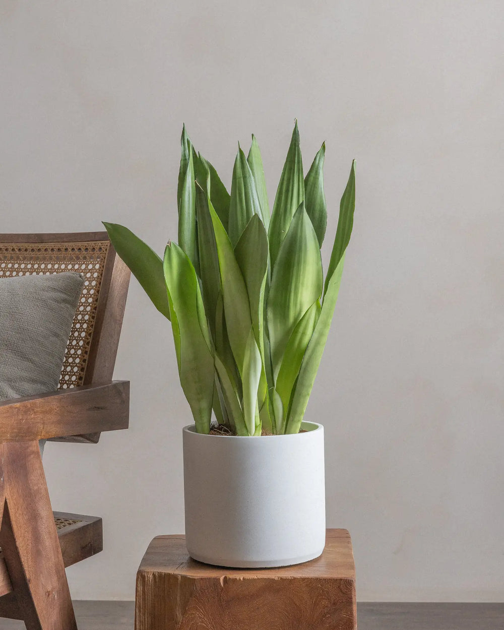 Moonshine-Snake-Plant-60cm-Circle-Chalk-White-Plntd-Lifestyle-23
