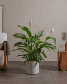 Peace-Lily-100cm-Circle-Cement-Grey-Plntd-Lifestyle-78