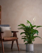Peace Lily-100cm-Circle-Cement Grey-Plntd-Lifestyle
