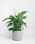 Peace Lily-100cm-Circle-Cement Grey-Plntd-Seamless