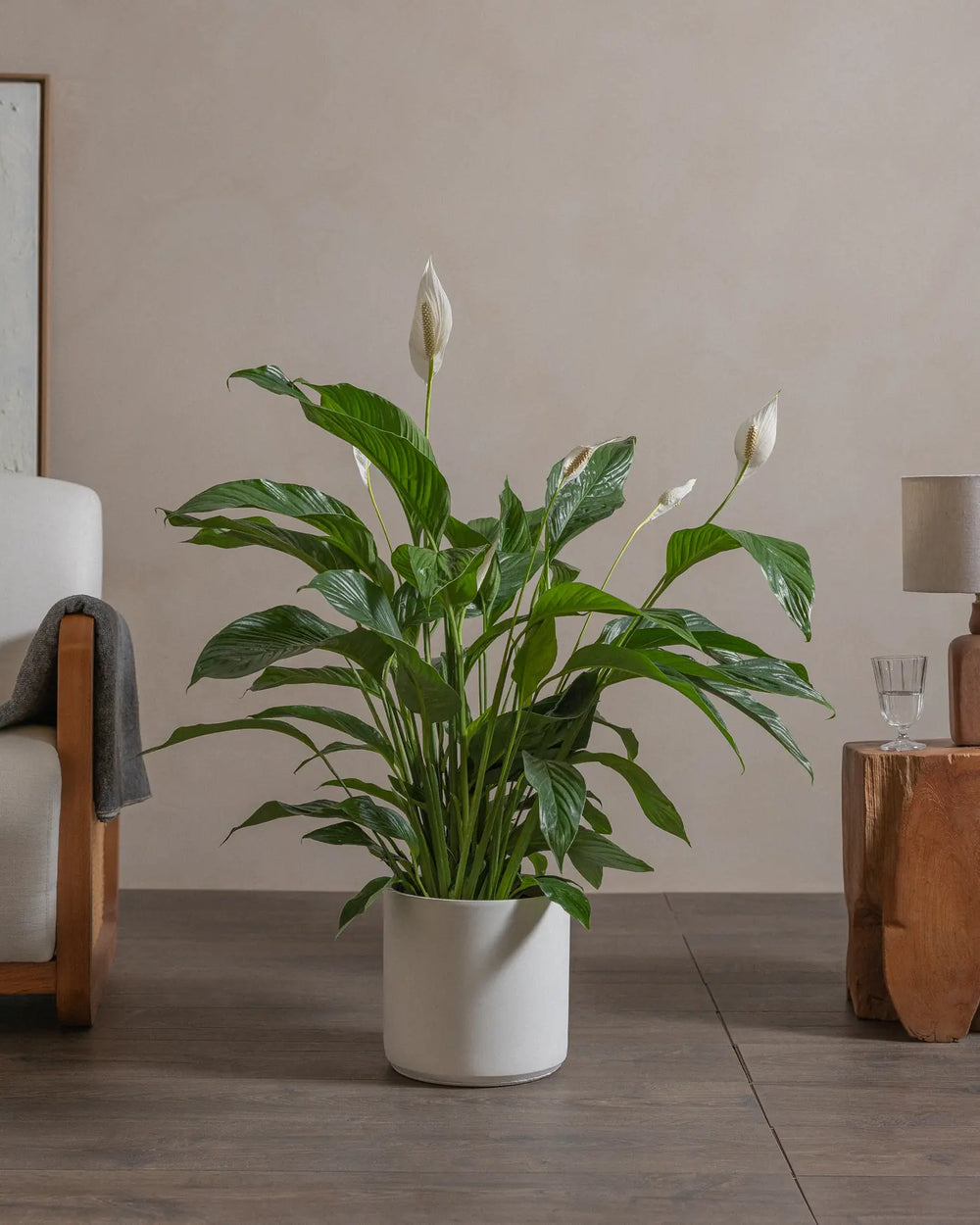 Peace-Lily-100cm-Circle-Chalk-White-Plntd-Lifestyle-32