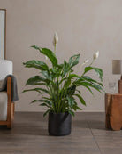 Peace-Lily-100cm-Circle-Charcoal-Black-Plntd-Lifestyle-76