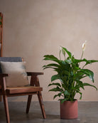 Peace Lily-100cm-Circle-Corvan Red-Plntd-Lifestyle