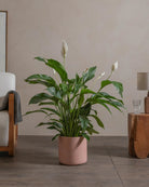 Peace-Lily-100cm-Circle-Rose-Pink-Plntd-Lifestyle-81