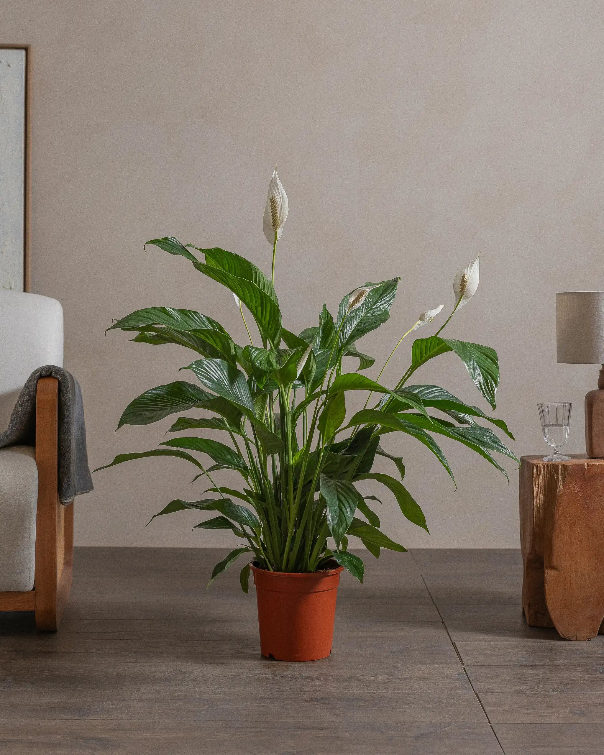 Peace-Lily-100cm-Nursery-Pot-Default-Plntd-Lifestyle-83