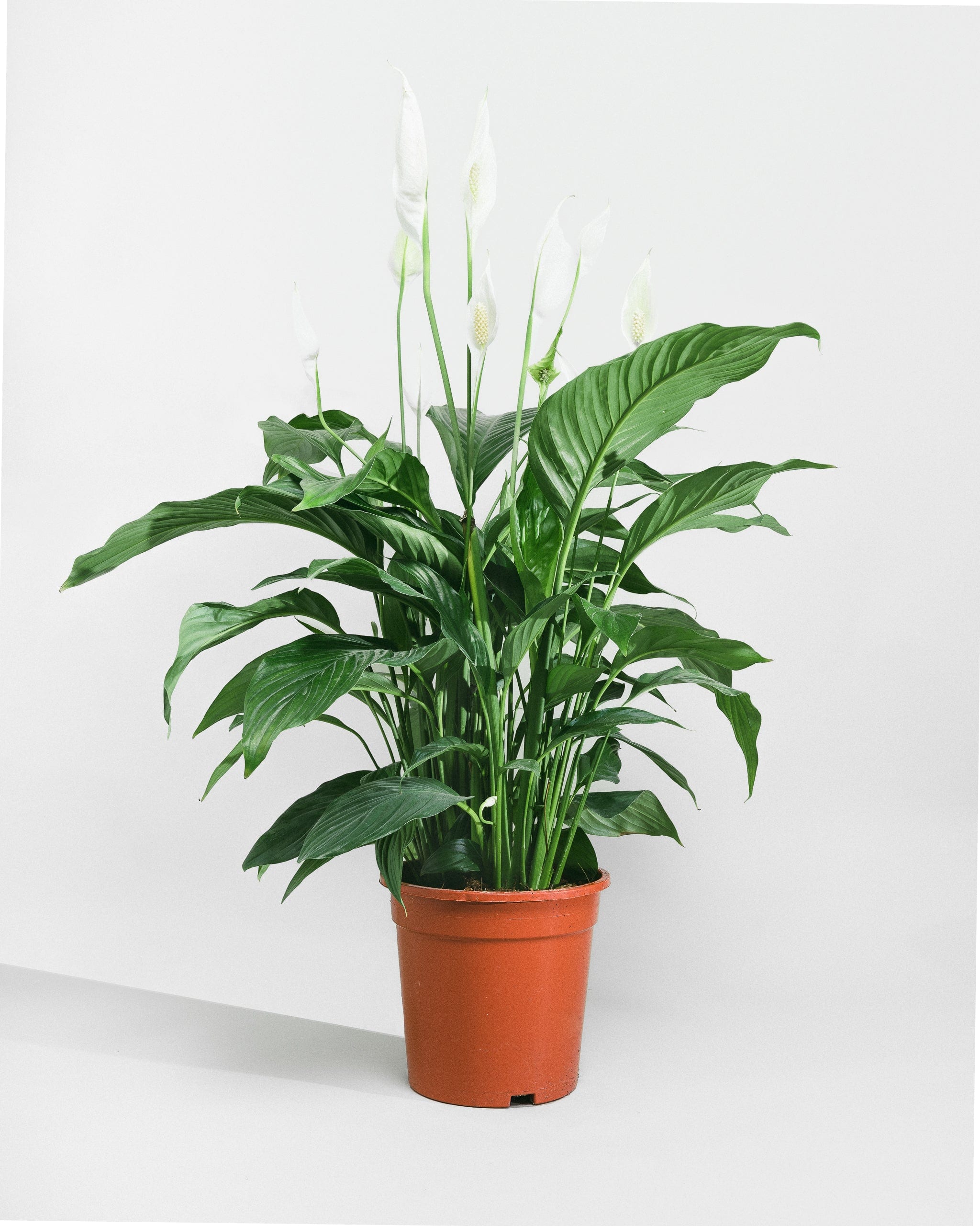 Peace Lily-100cm-Nursery Pot-Nursery Pot-Plntd-Seamless