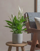 Peace-Lily-40cm-Circle-Cement-Grey-Plntd-Lifestyle-43