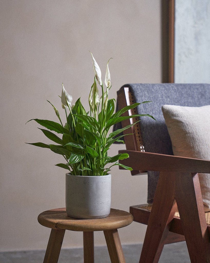 Peace Lily-40cm-Circle-Cement Grey-Plntd-Lifestyle
