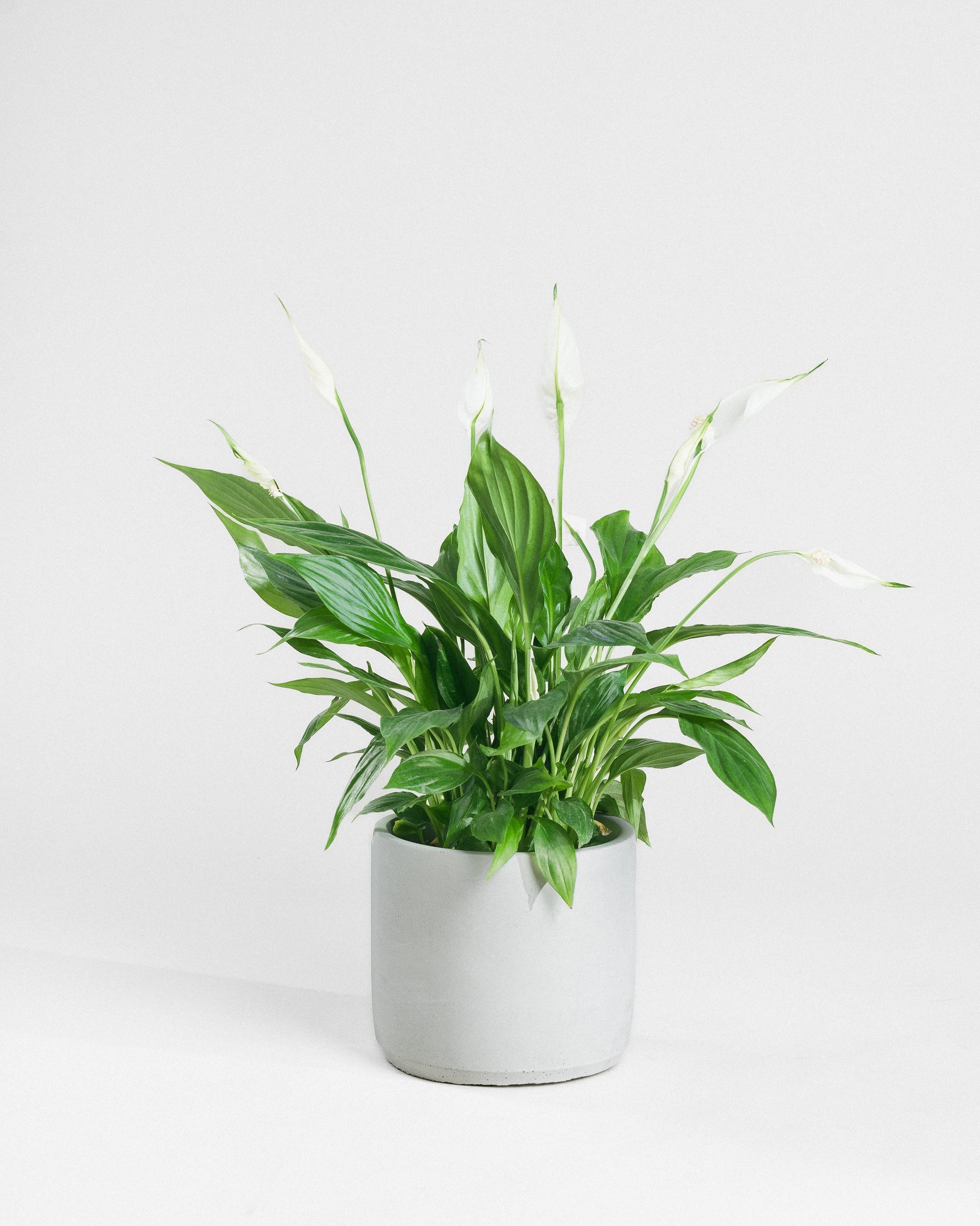 Peace Lily-40cm-Circle-Cement Grey-Plntd-Seamless