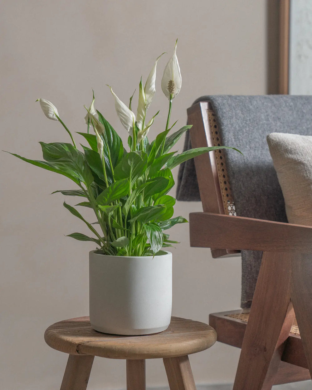 Peace-Lily-40cm-Circle-Chalk-White-Plntd-Lifestyle