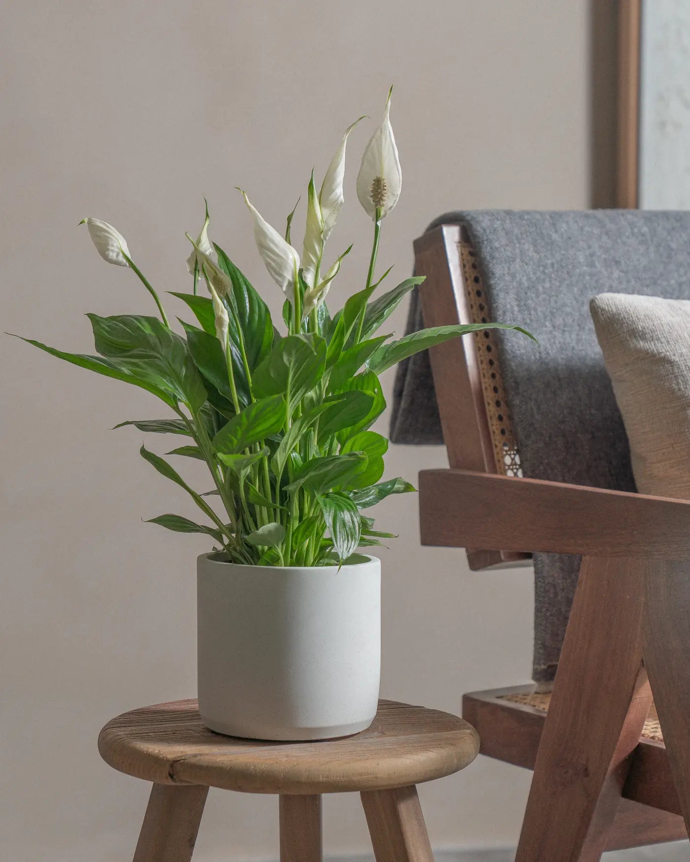 Peace-Lily-40cm-Circle-Chalk-White-Plntd-Lifestyle