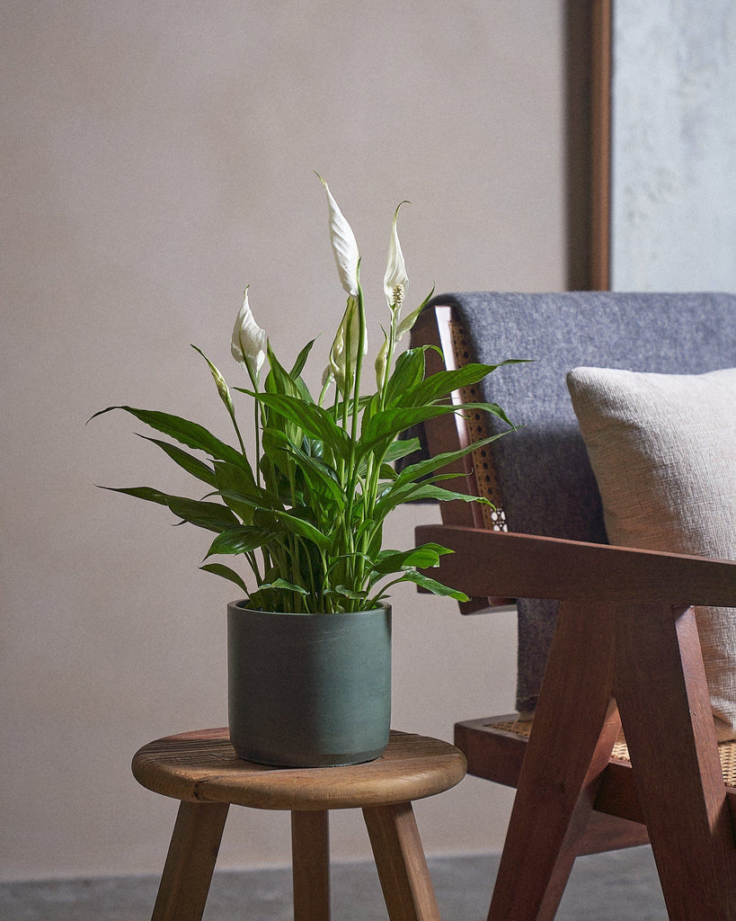 Peace Lily-40cm-Circle-Olive Green-Plntd-Lifestyle