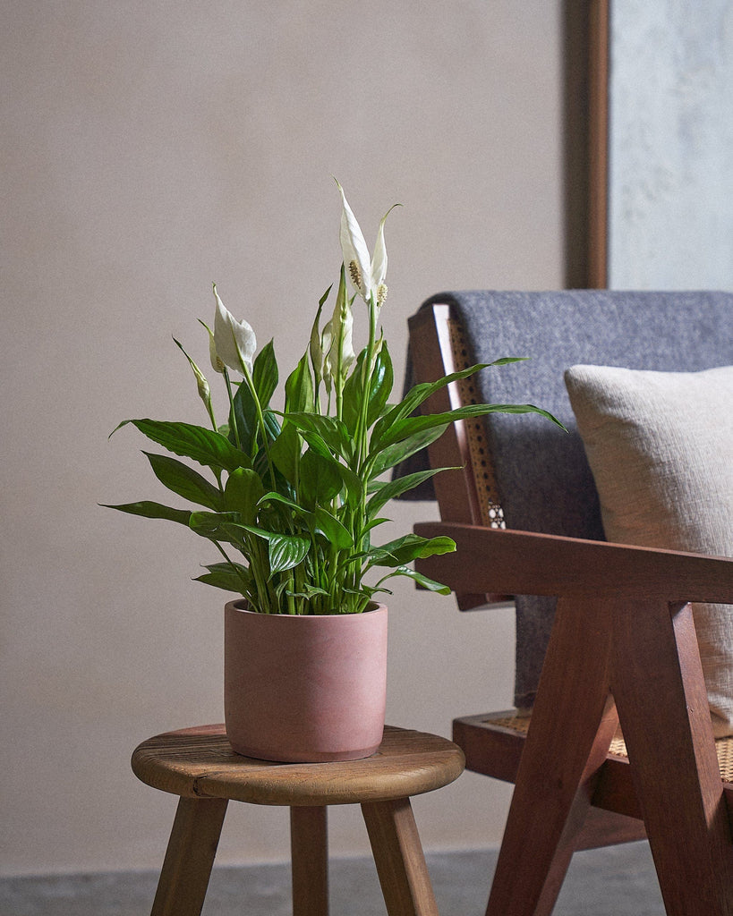 Peace Lily-40cm-Circle-Rose Pink-Plntd-Lifestyle