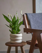 Peace-Lily-40cm-Meyer-Chalk-White-Plntd-Lifestyle-80.webp