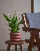 Peace Lily-40cm-Meyer-Old Red-Plntd-Lifestyle