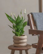 Peace-Lily-40cm-Meyer-Sand-Plntd-Lifestyle-47