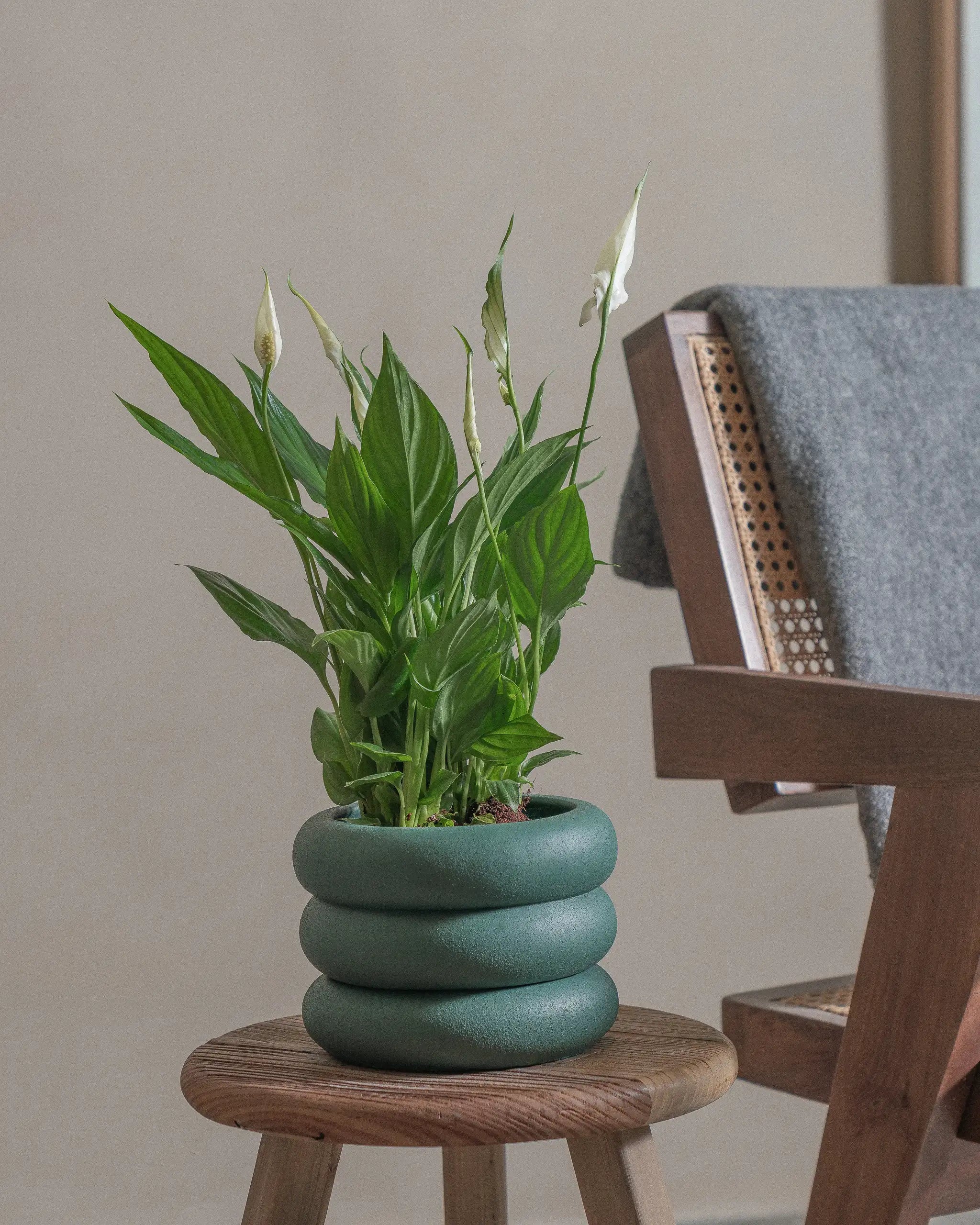 Peace-Lily-40cm-Meyer-Slate-Green-Plntd-Lifestyle-46