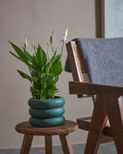 Peace-Lily-40cm-Meyer-Slate-Green-Plntd-Lifestyle-83.webp