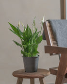 Peace-Lily-40cm-Nursery-Pot-Default-Plntd-Lifestyle-55