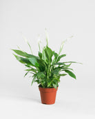 Peace Lily-40cm-Nursery Pot-Nursery Pot-Plntd-Seamless