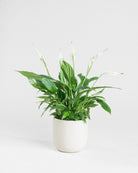 Peace Lily-40cm-Round-Chalk White-Plntd-Seamless