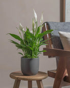 Peace-Lily-40cm-Round-Ember-Plntd-Lifestyle-49