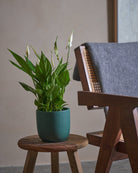 Peace Lily-40cm-Round-Slate Green-Plntd-Lifestyle